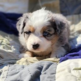 Jill - Blue merle female Miniature Australian Shepherd puppy in G AI Nesboro, Tennessee from Family Tradition