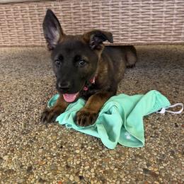 German Shepherd Puppies from vom großen Staat