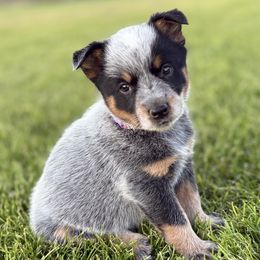 Australian Cattle Dog Puppies from Circle C Australian Cattle Dogs
