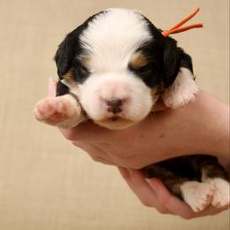 Peter Porker - Tri-color male Bernedoodle puppy in Murray, Utah from Sun Valley Doodles