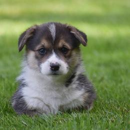Fern - Black and tan female Pembroke Welsh Corgi puppy in Morgantown, Pennsylvania from GoldStar Corgis (License Number 18519)