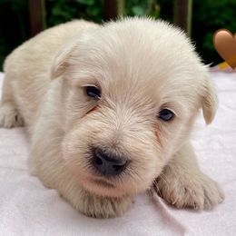 Wheaten Girl 6 (Brown Collar) - Wheaten female Scottish Terrier puppy in Jefferson, North Carolina from McGuire’s High Country Terriers