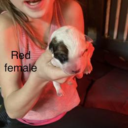 Pink collar - Red speckled female Australian Cattle Dog puppy in Saint Albans, Maine from Australian Cattle Cuties and littles