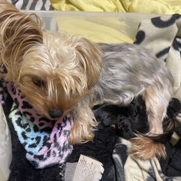 Daisy - Yorkshire Terrier