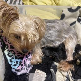 Daisy - Yorkshire Terrier