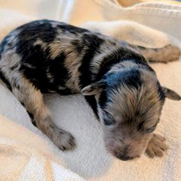 Boy 3 - Blue merle male Aussiedoodle puppy in Sparta, Missouri from Sis' Doodles & Poodles