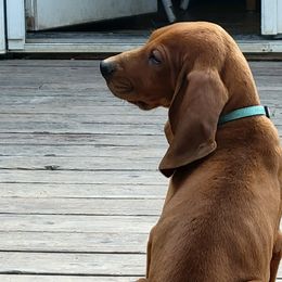 Redbone Coonhounds from Low Mountain Red Bones