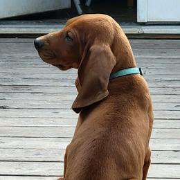 Redbone Coonhounds from Low Mountain Red Bones