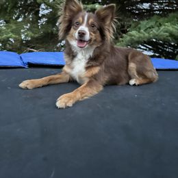 Beth - Toy Australian Shepherd
