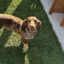 Dachshunds from Doxiequad