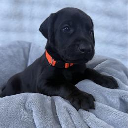 Bruce - Black and rust male Doberman Pinscher puppy in Brookfield, Wisconsin from Haus of Hound