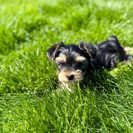 Purple Collar girl - Black and tan female Yorkshire Terrier puppy in Walla Walla, Washington from Linda Sherman