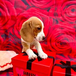 Blue Collar-Snoopy - Red and white male Beagle puppy in Las Vegas, Nevada from Hound Kings