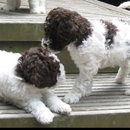 Lagotti Romagnoli from Buonamici Lagotto Romagnolo