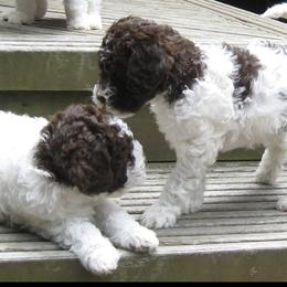Lagotti Romagnoli from Buonamici Lagotto Romagnolo