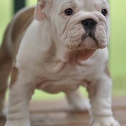 Bulldogs from Saint Brides Bulldog