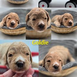Goldie - Apricot female Goldendoodle puppy in Summerville, South Carolina from Channys Doodles