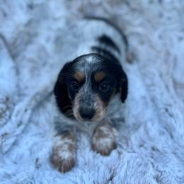 Harley - Gray (blue) and tan female Dachshund puppy in Purdy, Missouri from Shotgun Pups