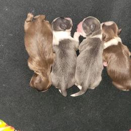 Shih Tzu puppies from Dempsey’s Darlings