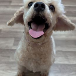 Scarlett - Cockapoo
