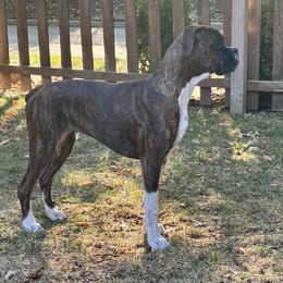 Boxer Puppies from Pawsitively Amazing Boxers LLC
