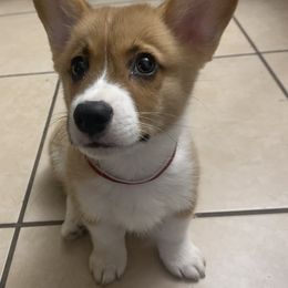 Pembroke Welsh Corgi Puppies from Royal Corgis