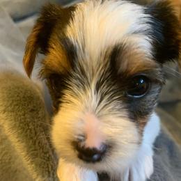 Parti Girl 3 - Parti female Yorkshire Terrier puppy in Willow Grove, Pennsylvania from Willow Grove Yorkie