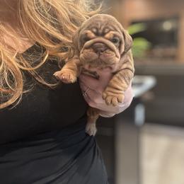 Girl 1 - Chocolate tri-color female Bulldog puppy in Bonney Lake, Washington from Sitka spruce bulldogs