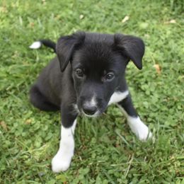 Border Collie Puppies from Porter’s Borders