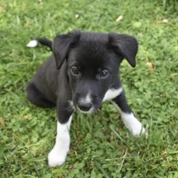 Border Collie Puppies from Porter’s Borders