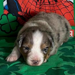 Silver Surfer - Blue merle male Miniature American Shepherd puppy in Thomasville, North Carolina from TaraFox Miniature American Shepherds