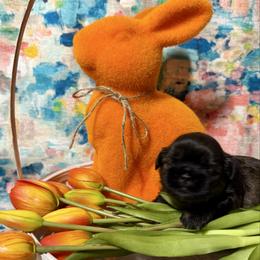 Twix (pink collar) - Black and tan female Shih Tzu puppy in Sherman, Texas from Shannon’s Sugar Sweet Shih Tzu’s