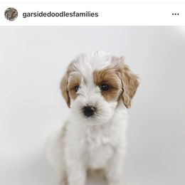 Aussiedoodle and Goldendoodle Puppies from Garside Doodles
