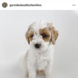 Aussiedoodle and Goldendoodle Puppies from Garside Doodles