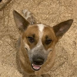 Patches - Australian Cattle Dog