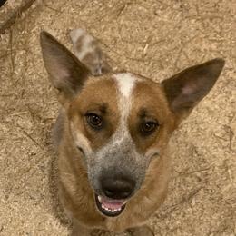 Patches - Australian Cattle Dog