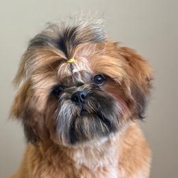 Shih Tzus from Canyonside Shih Tzus