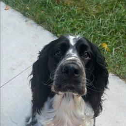 Hank - English Springer Spaniel