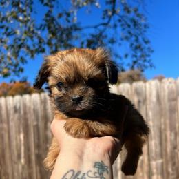 Clove - Red male Shih Tzu puppy in East Haven, Connecticut from Adam & Eve Pups CT