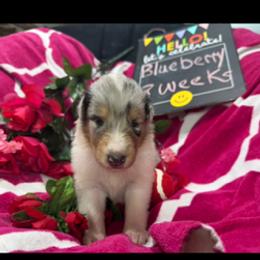 BlueBerry - Blue merle and white female Collie puppy in Carencro, Louisiana from Cajun Bayou's Collies LLC