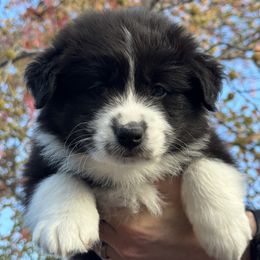 Australian Shepherd Puppies from Drummond Aussies
