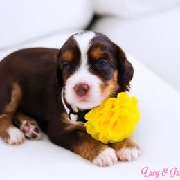 Shelly - Chocolate female Australian Labradoodle puppy in Diamond Bar, California from Furrytaildoodles