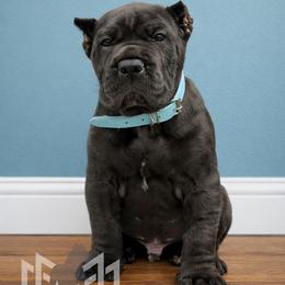 Molosser (Bully x) Puppies from Monumental Mastiffs