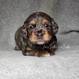 Aussiedoodle, Bernedoodle, Cockapoo, Miniature Australian Shepherd, Poodle, and Sheepadoodle Puppies from Jam's Doodles And Poodles