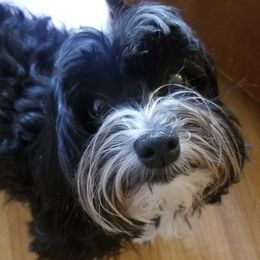 Pepper - Havanese