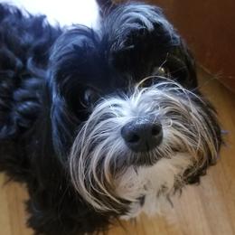Pepper - Havanese