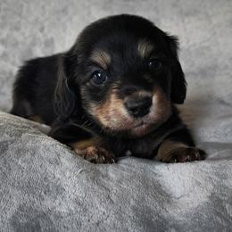 Beaudy - Black and cream male Dachshund puppy in Anaconda, Montana from Williams Family Dachshunds