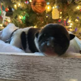 On Hold - Martha May Whovier - Red female Akita puppy in Lebanon, Virginia from Majestic Valley Farms