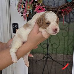 Cooper - Parti male Goldendoodle puppy in Palestine, Texas from KK's Doodle Bunch