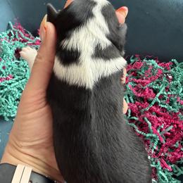 Anchor - Black tri-color male Australian Shepherd puppy in Niles, Michigan from Tara's Australian Shepherds